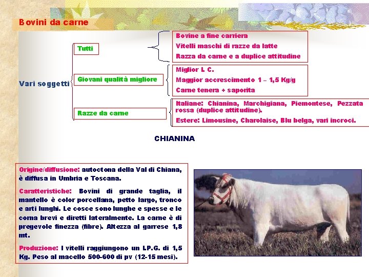 Bovini da carne Bovine a fine carriera Vitelli maschi di razze da latte Tutti