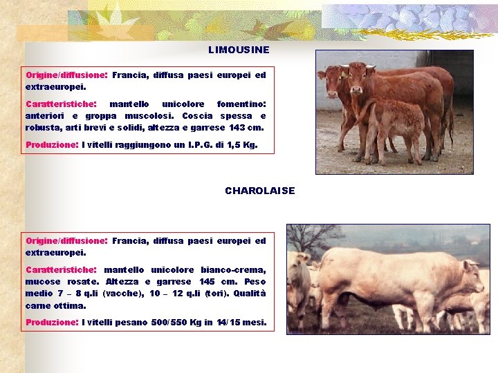 LIMOUSINE Origine/diffusione: Francia, diffusa paesi europei ed extraeuropei. Caratteristiche: mantello unicolore fomentino: anteriori e