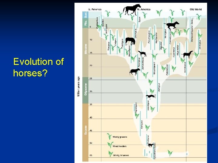 Evolution of horses? 