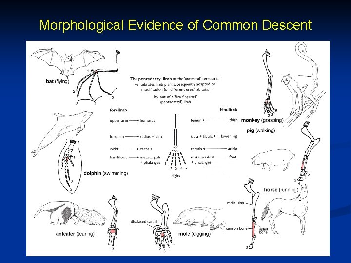 Morphological Evidence of Common Descent 