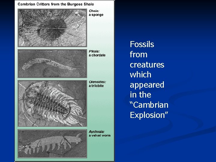 Fossils from creatures which appeared in the “Cambrian Explosion” 