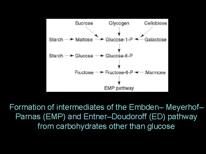 Formation of intermediates of the Embden– Meyerhof– Parnas (EMP) and Entner–Doudoroff (ED) pathway from