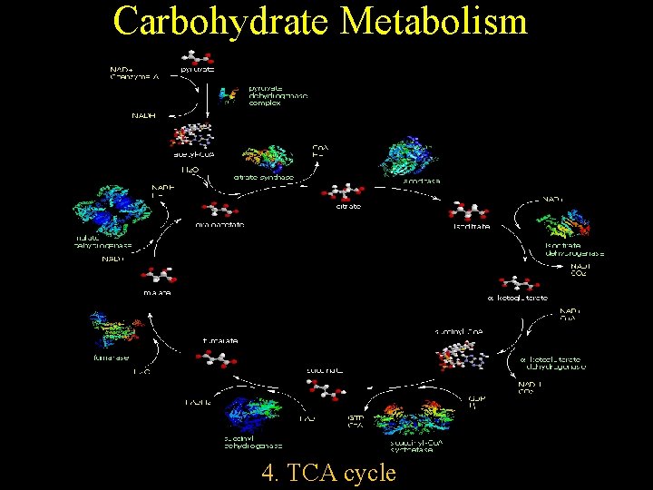 Carbohydrate Metabolism 4. TCA cycle 