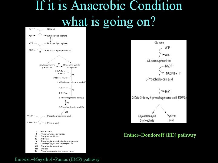 If it is Anaerobic Condition what is going on? Entner–Doudoroff (ED) pathway Embden–Meyerhof–Parnas (EMP)