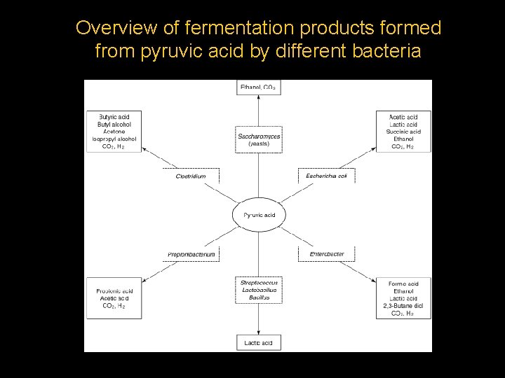 Overview of fermentation products formed from pyruvic acid by different bacteria 