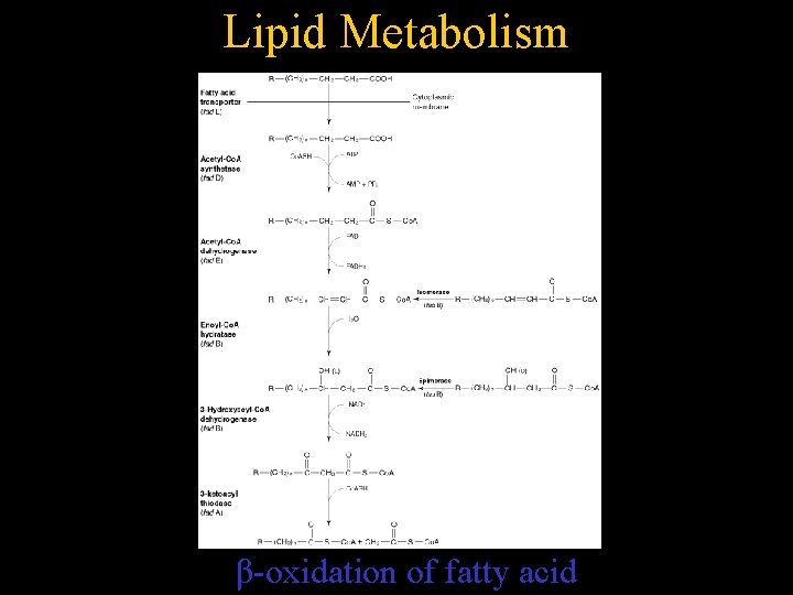 Lipid Metabolism β-oxidation of fatty acid 