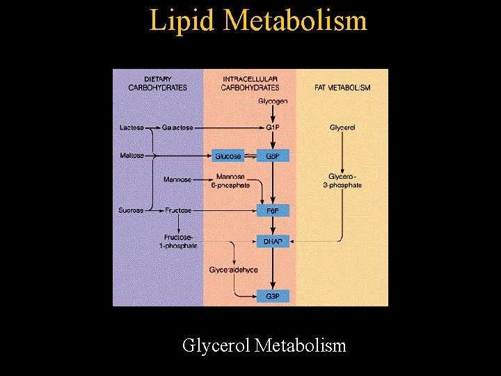 Lipid Metabolism Glycerol Metabolism 
