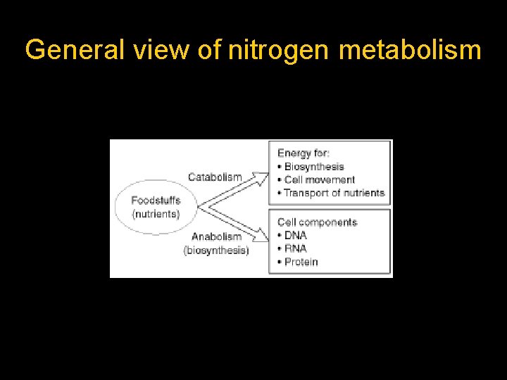 General view of nitrogen metabolism 