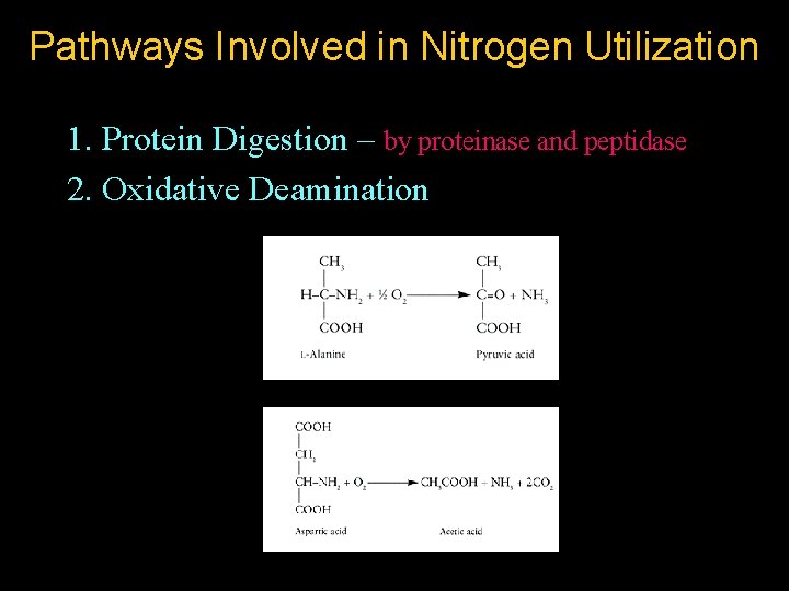 Pathways Involved in Nitrogen Utilization 1. Protein Digestion – by proteinase and peptidase 2.