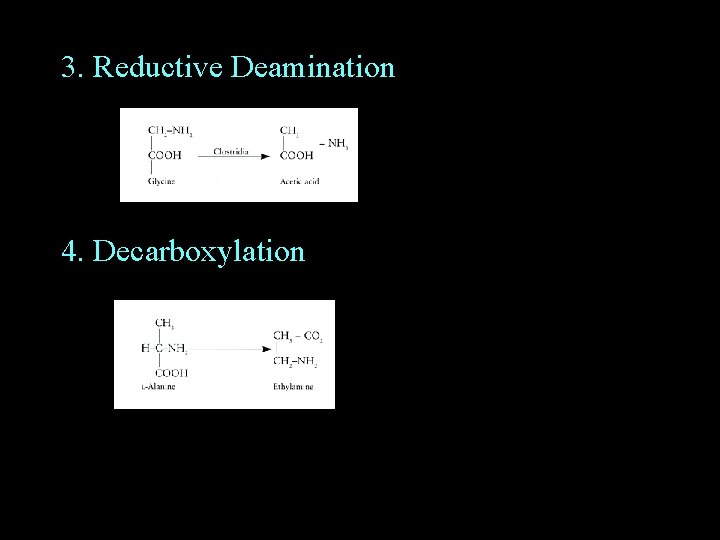 3. Reductive Deamination 4. Decarboxylation 