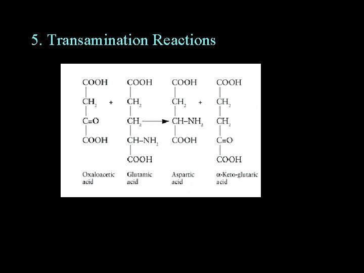 5. Transamination Reactions 