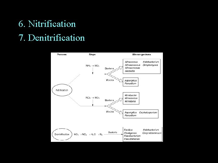 6. Nitrification 7. Denitrification 