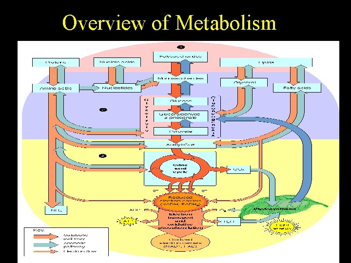 Overview of Metabolism 