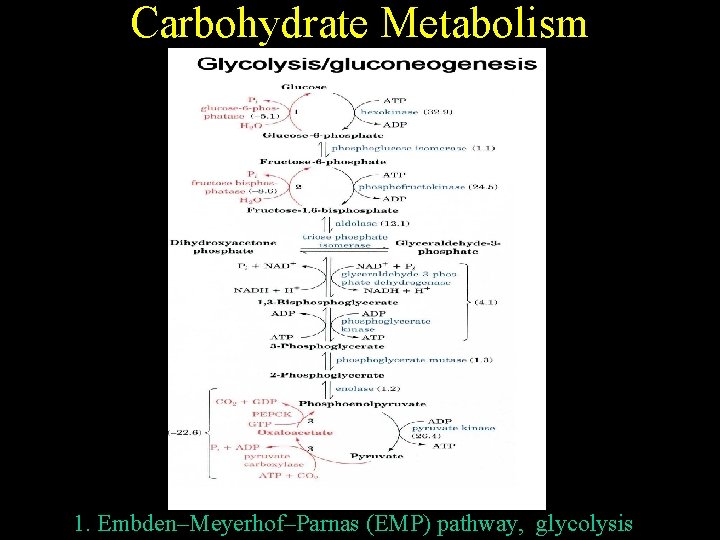 Carbohydrate Metabolism 1. Embden–Meyerhof–Parnas (EMP) pathway, glycolysis 
