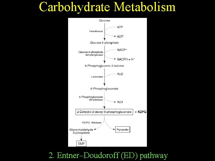 Carbohydrate Metabolism 2. Entner–Doudoroff (ED) pathway 
