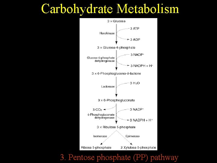 Carbohydrate Metabolism 3. Pentose phosphate (PP) pathway 