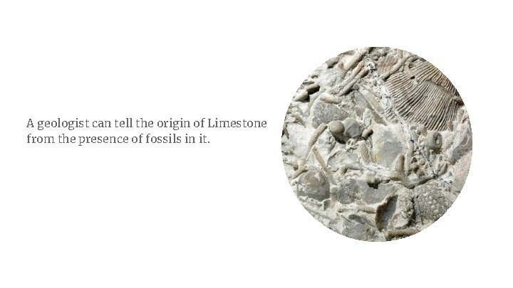 A geologist can tell the origin of Limestone from the presence of fossils in