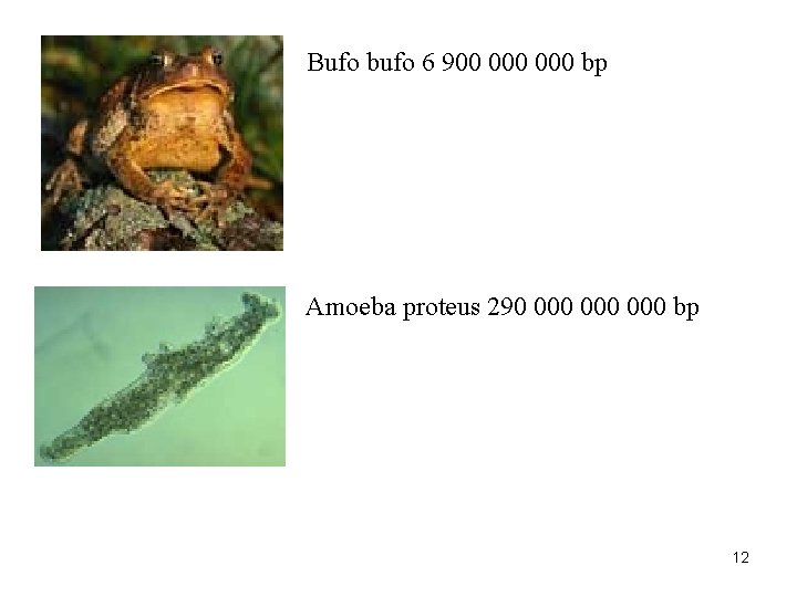 Bufo bufo 6 900 000 bp Amoeba proteus 290 000 000 bp 12 
