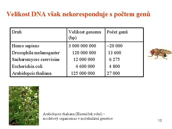 Velikost DNA však nekoresponduje s počtem genů Druh Velikost genomu Počet genů (bp) Homo