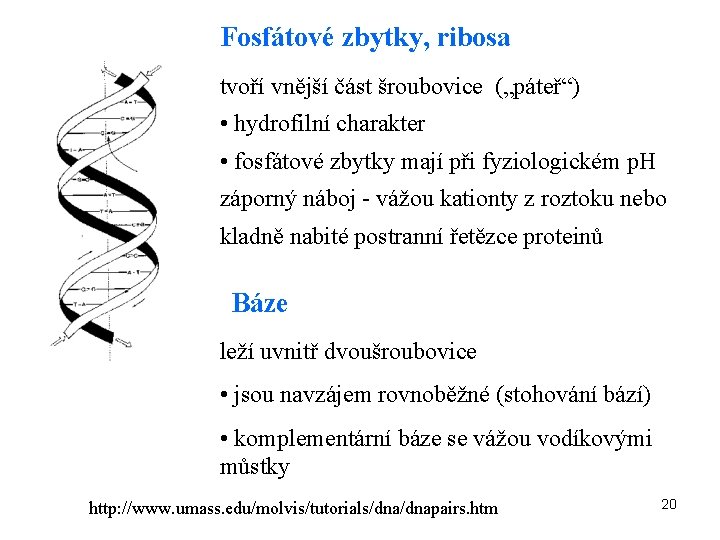 Fosfátové zbytky, ribosa tvoří vnější část šroubovice („páteř“) • hydrofilní charakter • fosfátové zbytky