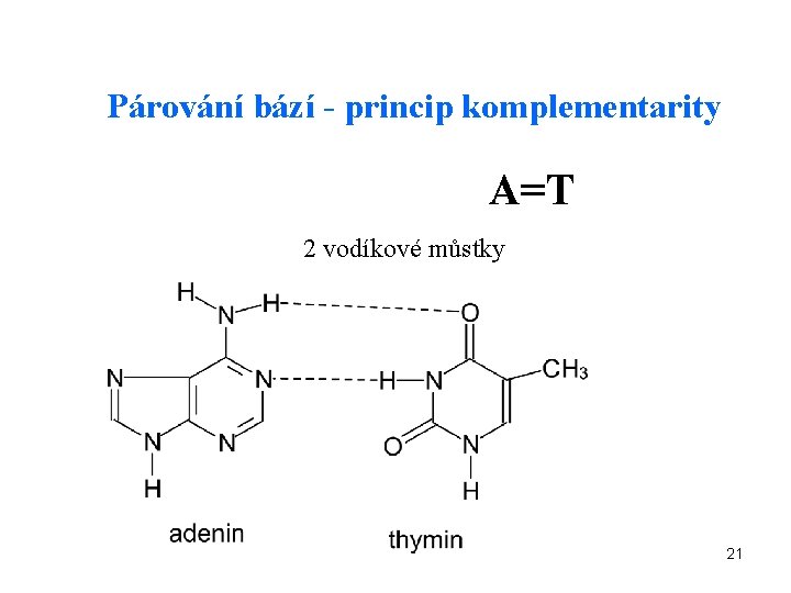 Párování bází - princip komplementarity A=T 2 vodíkové můstky 21 