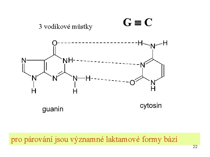 3 vodíkové můstky G C pro párování jsou významné laktamové formy bází 22 