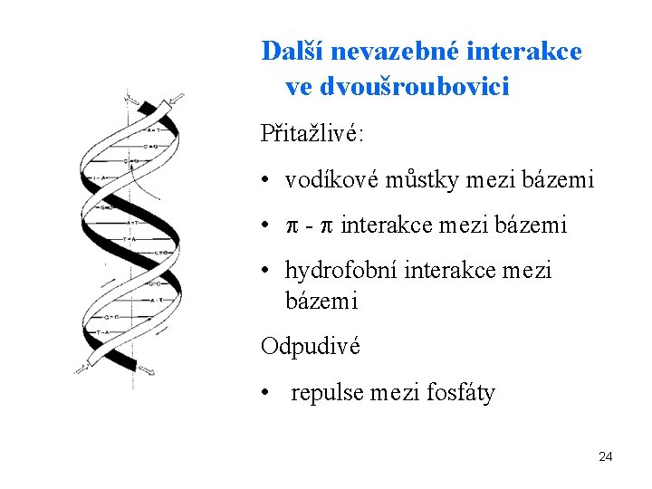 Další nevazebné interakce ve dvoušroubovici Přitažlivé: • vodíkové můstky mezi bázemi • - interakce