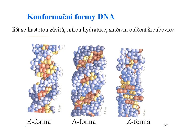 Konformační formy DNA liší se hustotou závitů, mírou hydratace, směrem otáčení šroubovice B-forma A-forma