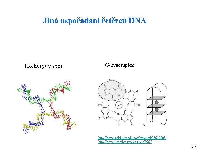 Jiná uspořádání řetězců DNA Hollidayův spoj G-kvadruplex http: //www. ncbi. nlm. nih. gov/pubmed/23653208 http: