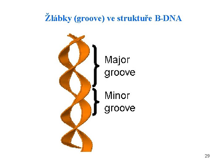 Žlábky (groove) ve struktuře B-DNA 29 