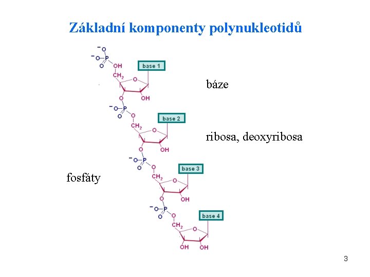 Základní komponenty polynukleotidů báze ribosa, deoxyribosa fosfáty 3 
