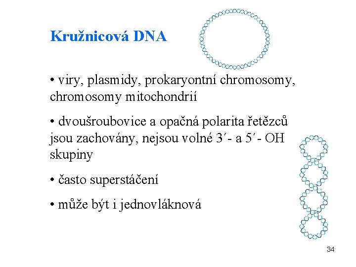 Kružnicová DNA • viry, plasmidy, prokaryontní chromosomy, chromosomy mitochondrií • dvoušroubovice a opačná polarita