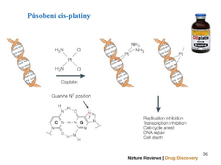 Působení cis-platiny 36 