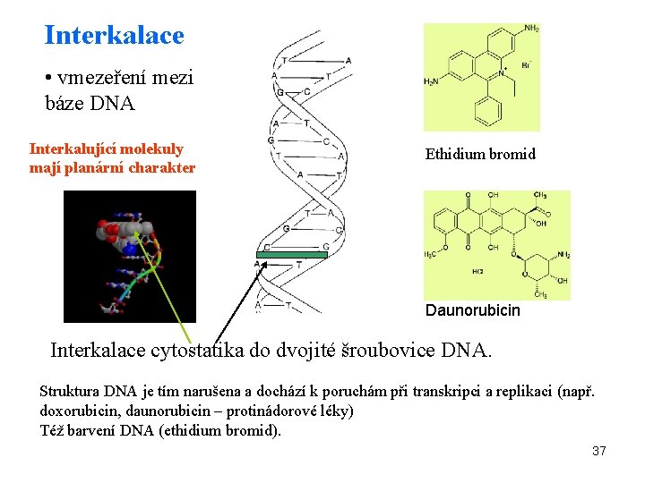 Interkalace • vmezeření mezi báze DNA Interkalující molekuly mají planární charakter Ethidium bromid Daunorubicin