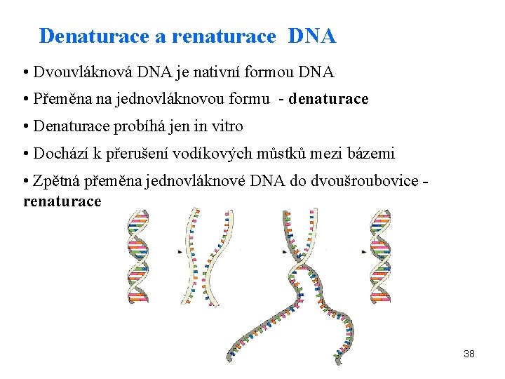 Denaturace a renaturace DNA • Dvouvláknová DNA je nativní formou DNA • Přeměna na