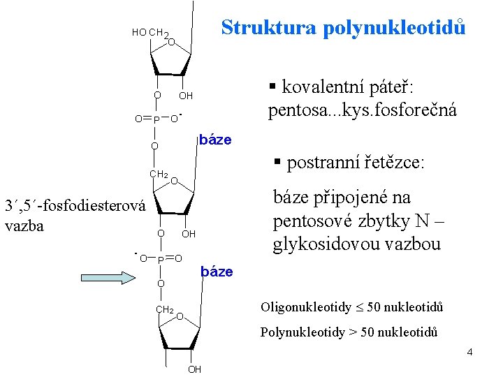  Struktura polynukleotidů HO C H 2 O O § kovalentní páteř: pentosa. .