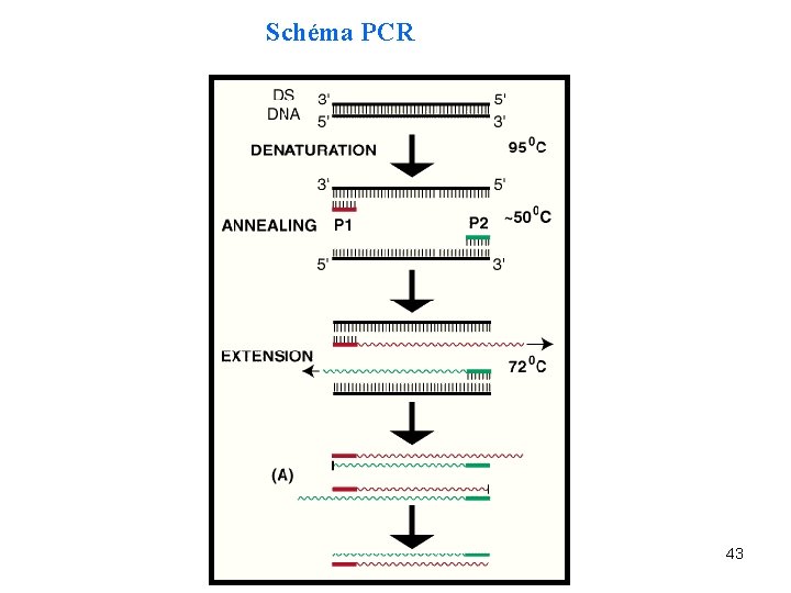 Schéma PCR 43 