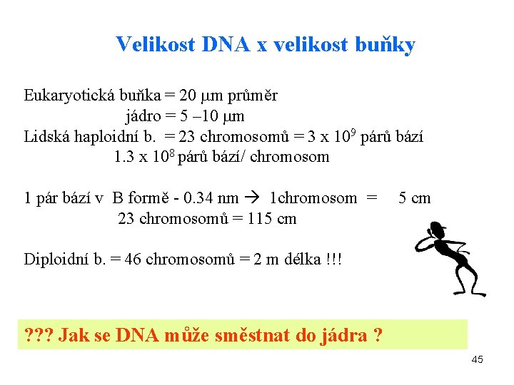 Velikost DNA x velikost buňky Eukaryotická buňka = 20 m průměr jádro = 5