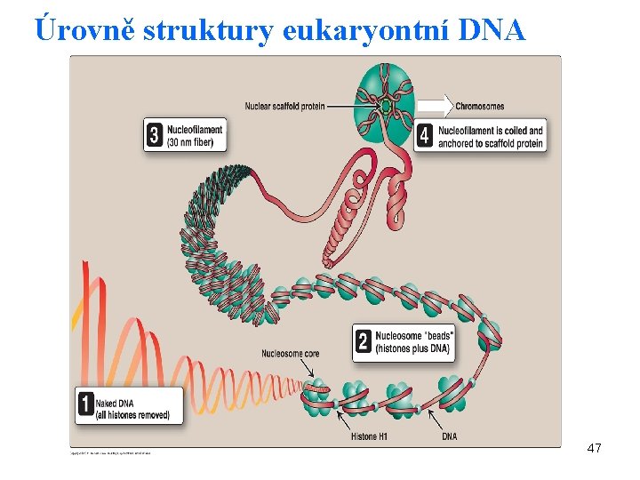 Úrovně struktury eukaryontní DNA 47 