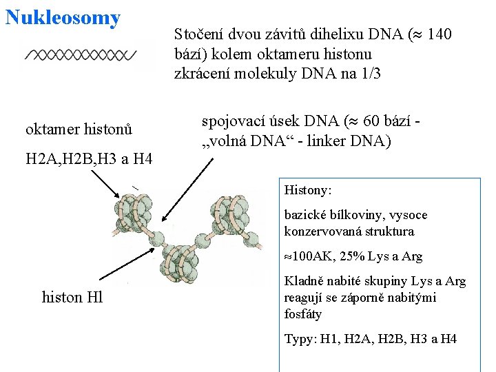 Nukleosomy oktamer histonů H 2 A, H 2 B, H 3 a H 4