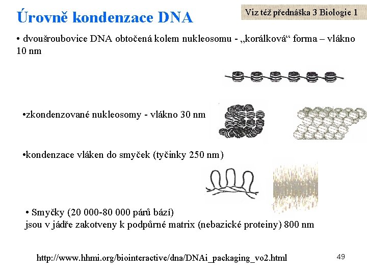 Úrovně kondenzace DNA Viz též přednáška 3 Biologie 1 • dvoušroubovice DNA obtočená kolem