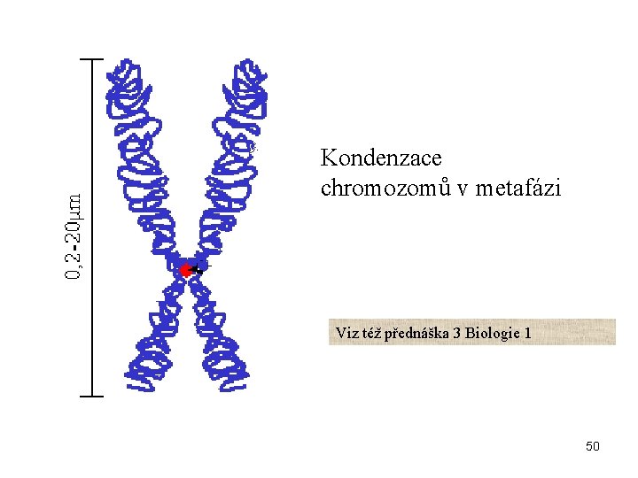 Kondenzace chromozomů v metafázi Viz též přednáška 3 Biologie 1 50 