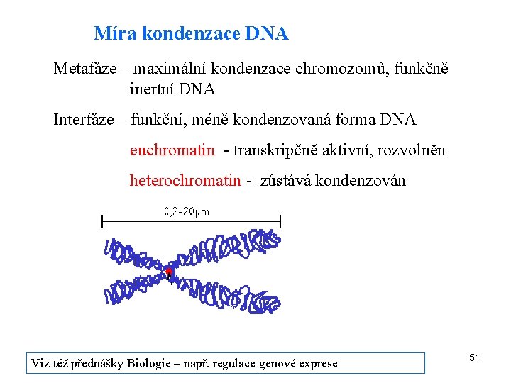 Míra kondenzace DNA Metafáze – maximální kondenzace chromozomů, funkčně inertní DNA Interfáze – funkční,