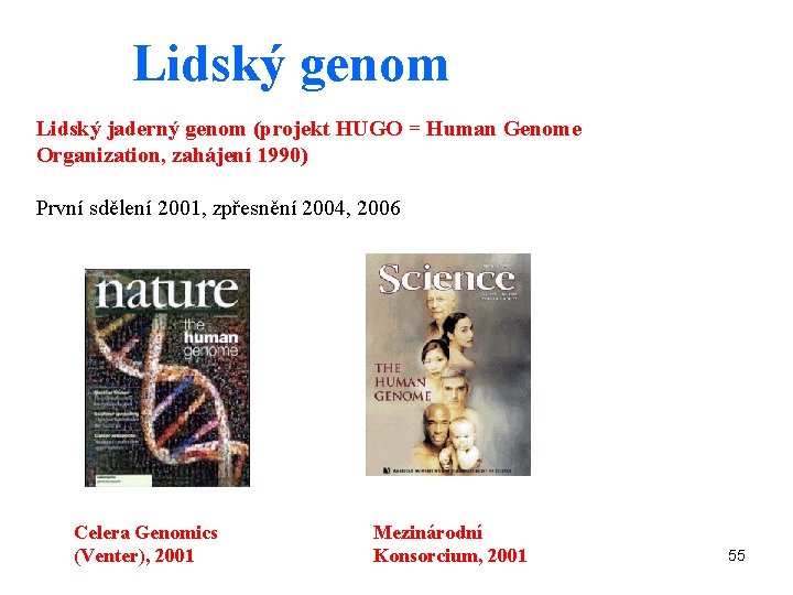 Lidský genom Lidský jaderný genom (projekt HUGO = Human Genome Organization, zahájení 1990) První