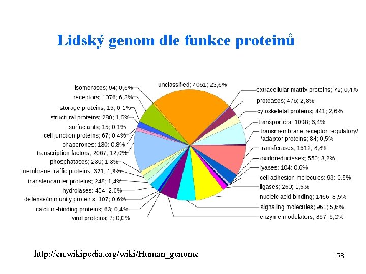 Lidský genom dle funkce proteinů http: //en. wikipedia. org/wiki/Human_genome 58 