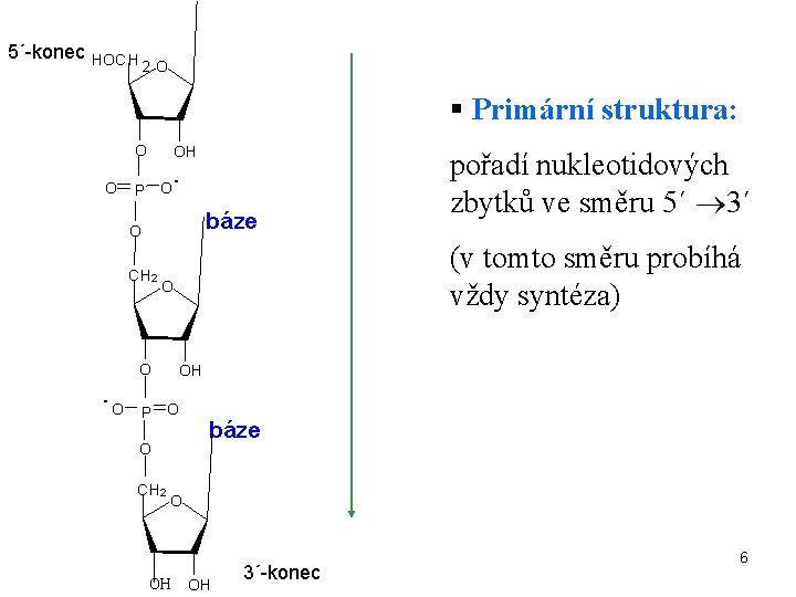  5´-konec HOC H 2 O § Primární struktura: O O H O -