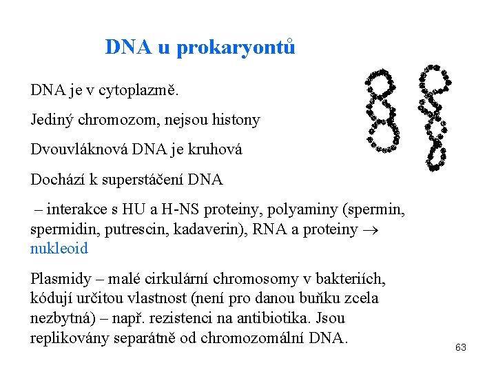 DNA u prokaryontů DNA je v cytoplazmě. Jediný chromozom, nejsou histony Dvouvláknová DNA je