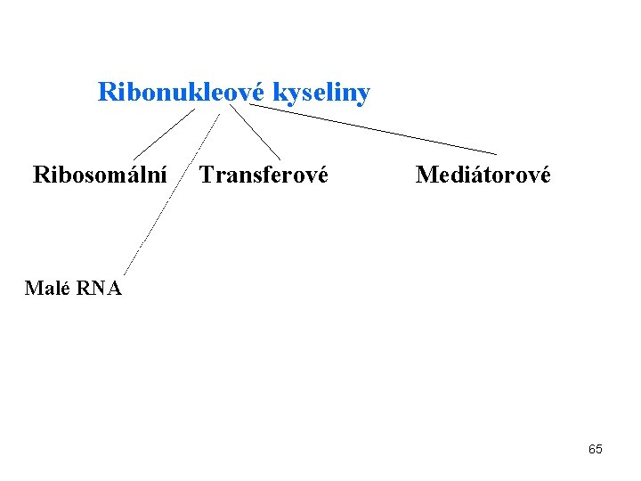 Ribonukleové kyseliny Ribosomální Transferové Mediátorové Malé RNA 65 