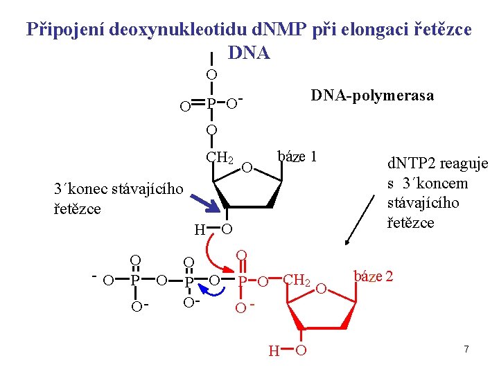 Připojení deoxynukleotidu d. NMP při elongaci řetězce DNA O O DNA-polymerasa P OO CH