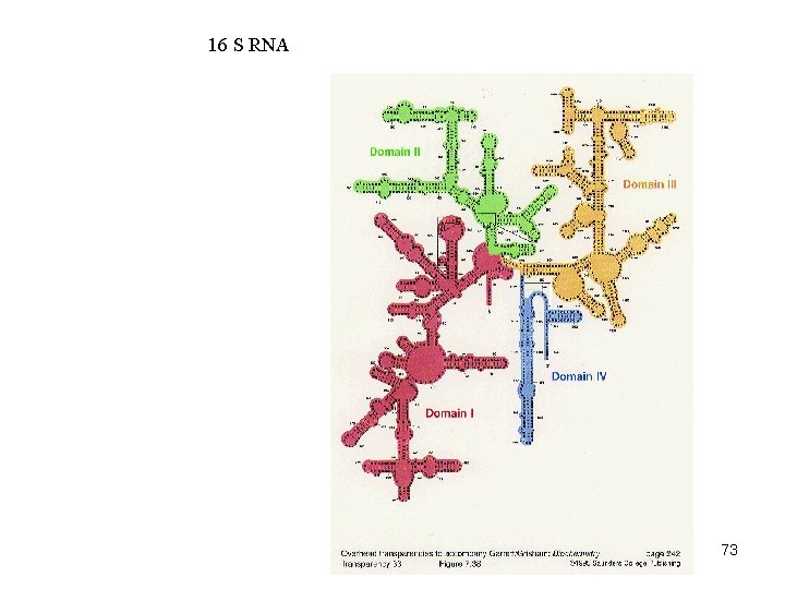 16 S RNA 73 